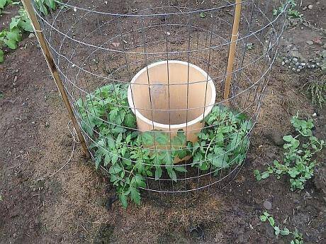 sistem cultivare a tomatelor