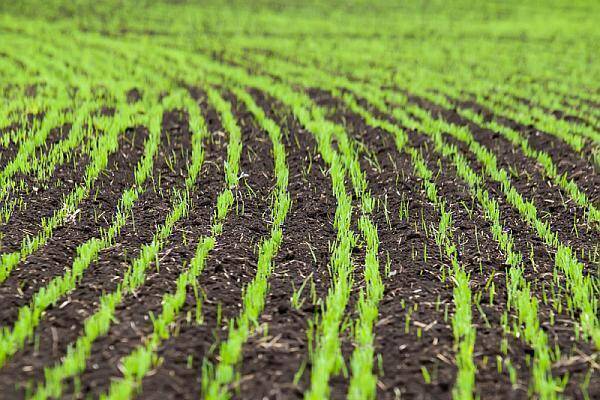 1,993 milioane hectare însÄmânÈate cu grâu în toamna trecutÄ: ”nu ... Grau