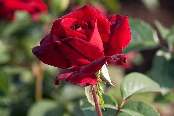 trandafir rosu perfect