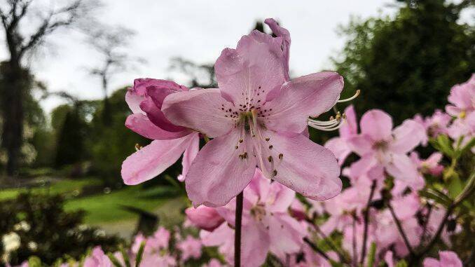 Azalee de gradina inflorita flori roz