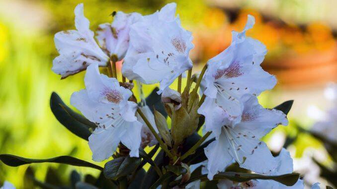 flori albe rododendron azalee de gradina