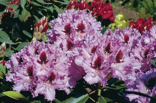 flori de rododendron