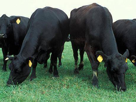 AngusCattle