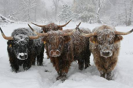 highland-cattle-lostine-cattle-co-e8d1cb500a488a65