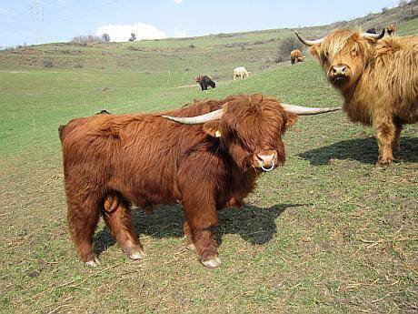 vaca-scotiana-highland19