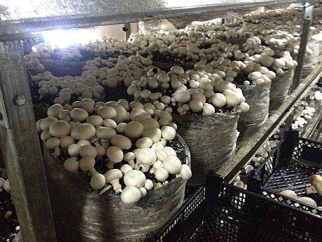 nationalsang lejer Begravelse Cultivarea ciupercilor în România: Avem o singură fabrică de compost de  Pleurotus. Pentru Champignon, importăm din Ungaria