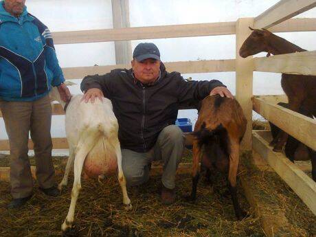 lapte de capră comun)
