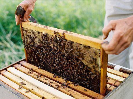 passion combat virtual Cât te costă să începi o afacere cu albine: Sfaturile unui tânăr apicultor  pentru cei care vor să facă profit din creșterea albinelor