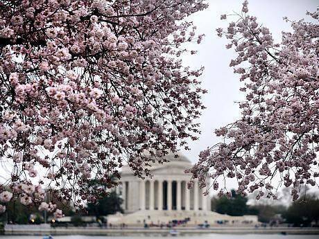 Cherry Blossoms Begin To Bloom - DC