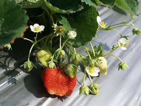 Beneficiile și răul căpșunilor pentru organism - Sucuri