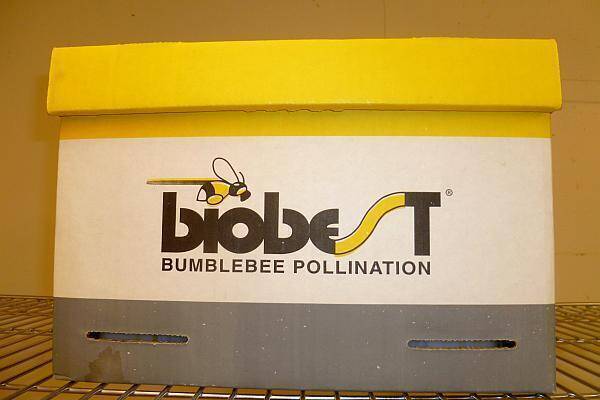 cutie cu bondari pentru polenizare pret