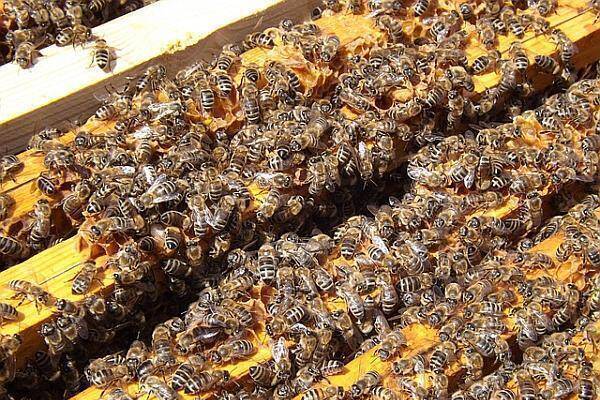 cresterea albinelor