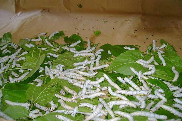 Vierme de mătase în Italiană - Română-Italiană Dicţionar, Creșterea de vierme