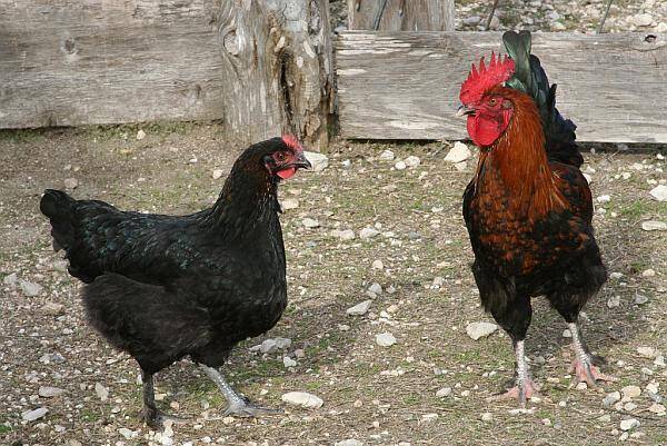 Găină marans