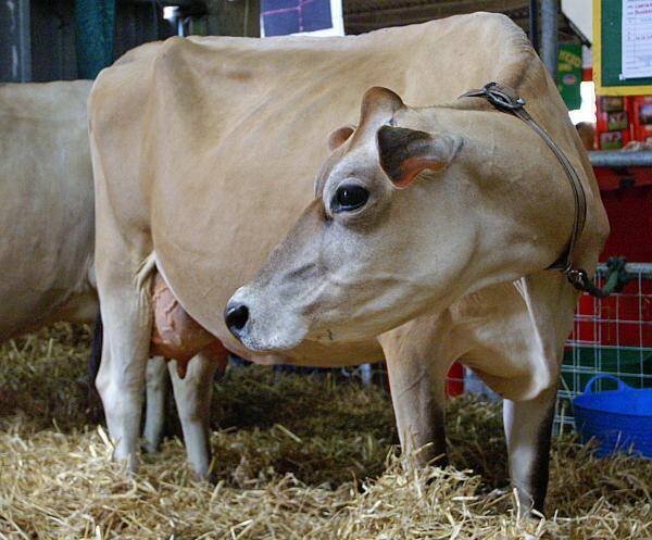 vaca de lapte Jersey