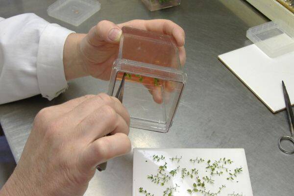 inmultire in vitro la plante