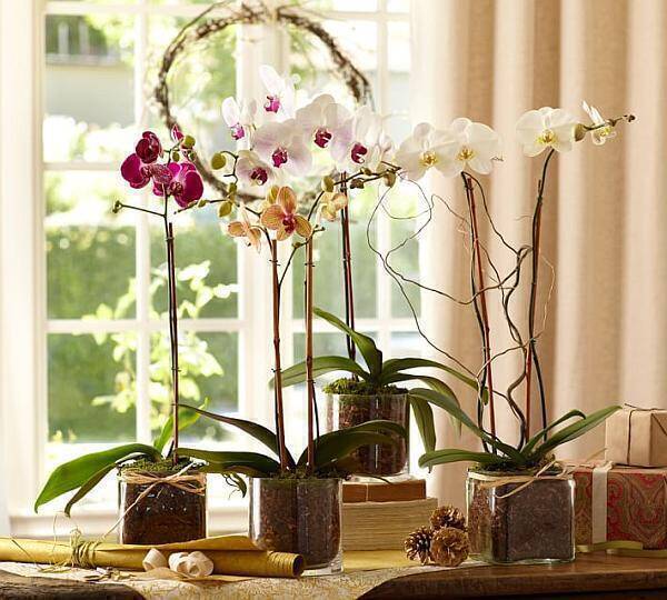 live-phalaenopsis-orchid-in-glass-vase-o