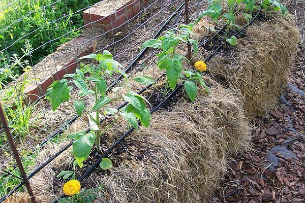 straw-bale-gardening