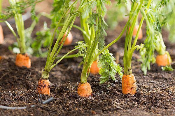 Cum se cultivă morcovii: tehnologia care nu dă greș recomandată de  specialiștii români