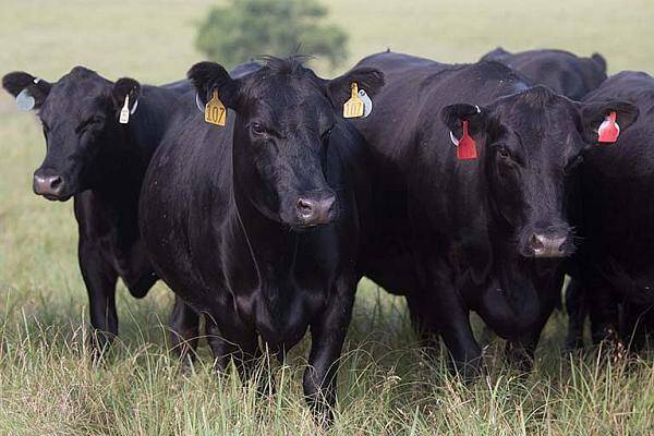 atmosphere Bangladesh retort Creșterea vacilor de carne din rasa Angus – o afacere profitabilă în România