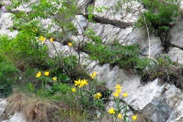 To give permission Dislike pneumonia Unică în lume, laleaua galbenă înflorește în fiecare primăvară în Cazanele  Dunării