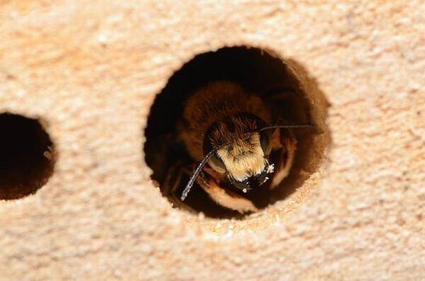 Bee-hole-537x355