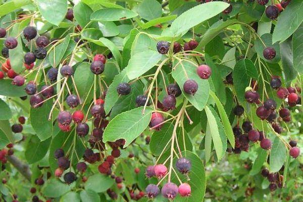 fructe pomul de stafide
