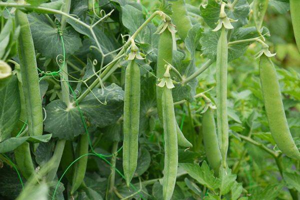 How-to-grow-peas-close-up