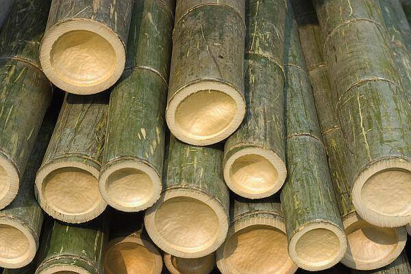 lemn de bambus recoltat
