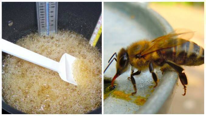 Out of breath pile Materialism Hrănirea artificială a albinelor: Cum se prepară și se administrează  șerbetul și siropul de zahăr