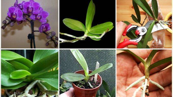 Imagini pentru Cum se înmulțește orhideea: trei metode sigure