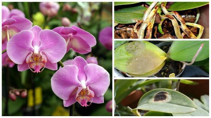 Orhidee cu frunze îngălbenite sau pătate? Iată cele mai frecvente boli ale  orhideelor și cum le puteți trata pentru a salva floarea preferată