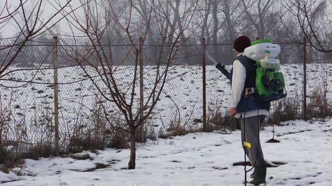 Stropirea Prunilor Cu Piatra Vanata