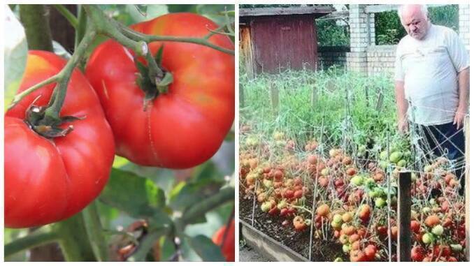Imagini pentru Metoda ”buchetului” – ideală pentru cultivarea roșiilor pe suprafețe mici