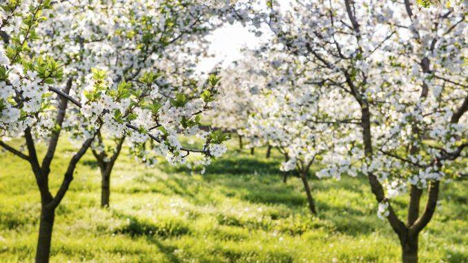 Tratamente pomi fructiferi înfloriți: ce stropiri se fac în această  perioadă în livadă