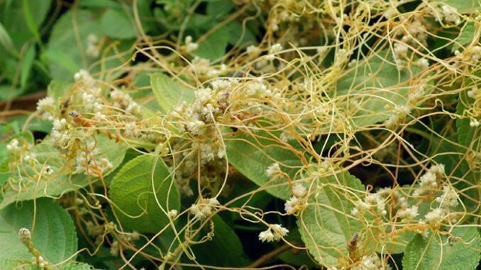 lucerna parazita miért férgek étvágyával