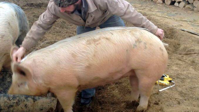 Cât scade porcul la tăiere: calcul greutate finală în carcasă