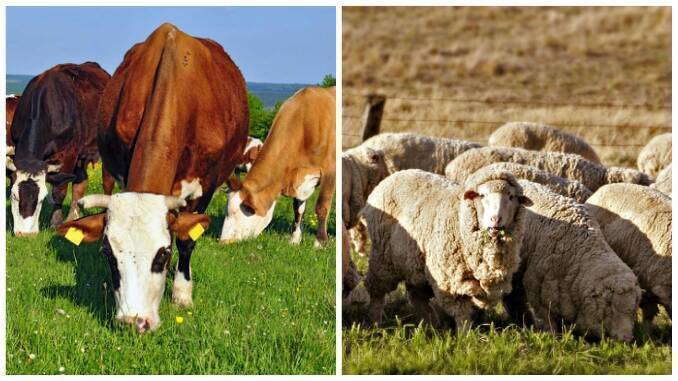 Pășunatul estival al vacilor de lapte: Ce trebuie să faci pentru a menține producția din stabulație
