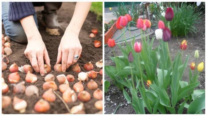 Plantarea lalelelor primăvara: pașii ca toți bulbii să dea flori