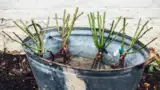 Plantarea trandafirilor butasii se tin in apa
