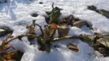 Rapita afectata de ger
