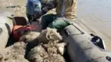 animale-3