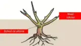 plantarea trandafirului schema