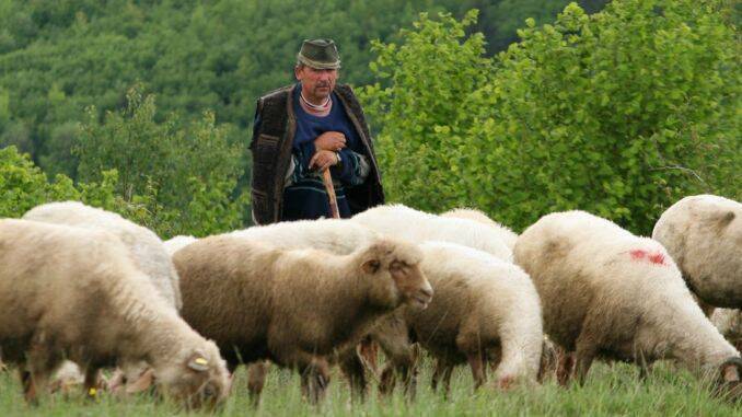 Stâna unui cioban din Argeş a fost atacată de urs, care a omorât câteva oi