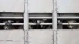 Transport de ovine