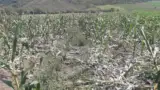 Porumbul distrus de mistreti.jpg