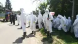 Suceveni Galati Pesta Porcina Africana 2