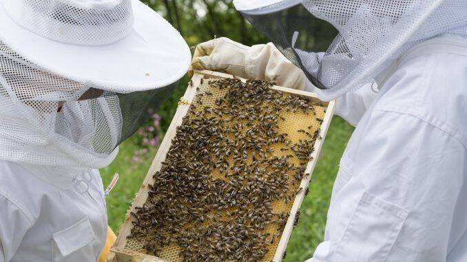 Plati APIA apicultori