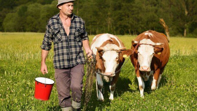 Subventii bovine de lapte APIA