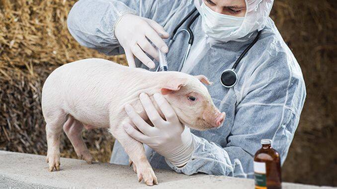 Vaccinarea porcilor